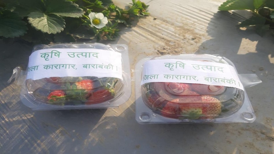 Strawberry Cultivation