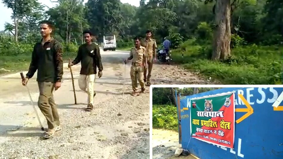 टाइगर ने अब तक बना डाले दर्जनभर से ज्यादा शिकार.