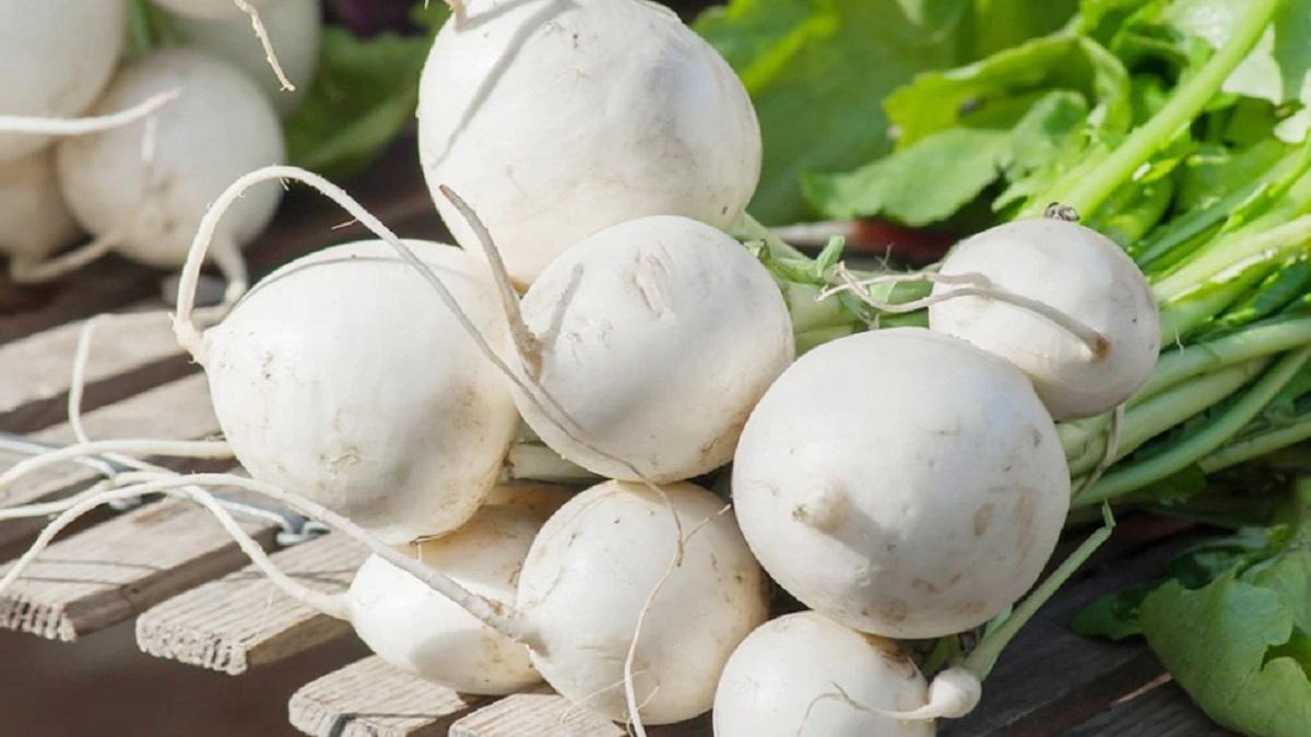 Turnip Cultivation