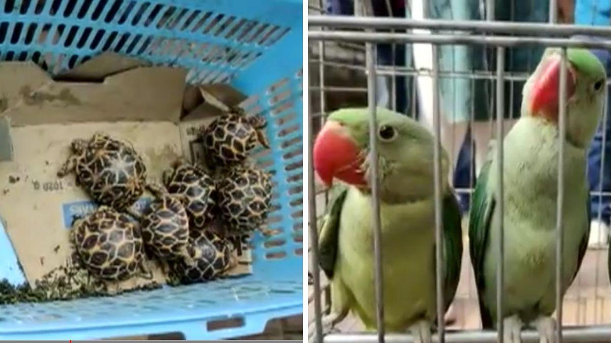 बरामद किए गए कछुआ और तोते.