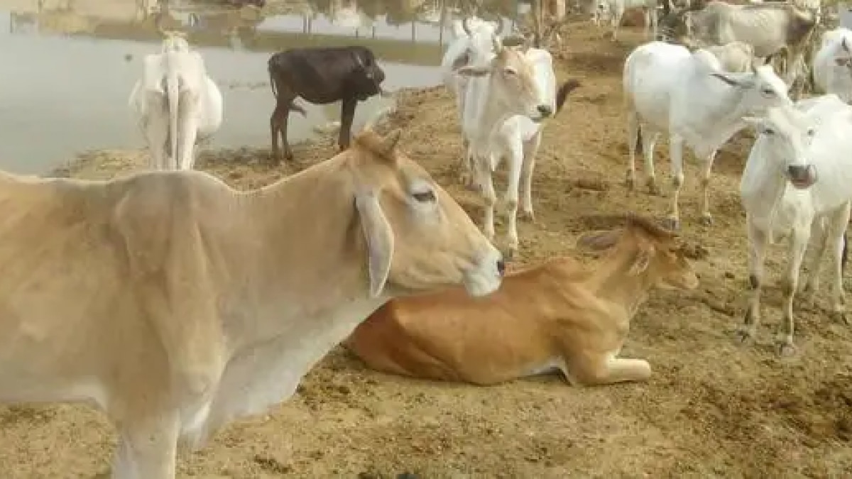 रात-रात जागकर किसान अन्ना जानवरों से अपने खेत की रखवाली कर रहे हैं