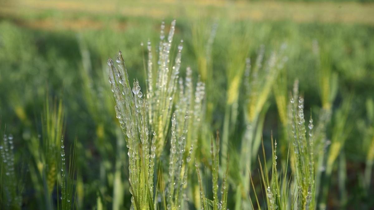 Crops impacted due to cold wave