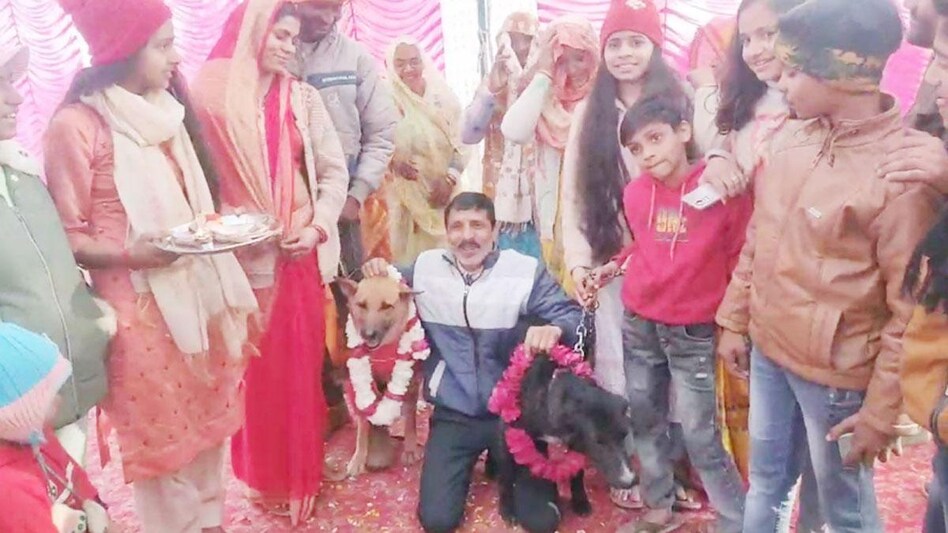 एक दूजे के हुए टॉमी और जॉली, लिए सात फेरे, अनोखी शादी में निभाई गई ‘विदाई’ रस्म - Tommy and Jolly became a couple, took seven rounds, 'farewell' ceremony performed in a unique wedding