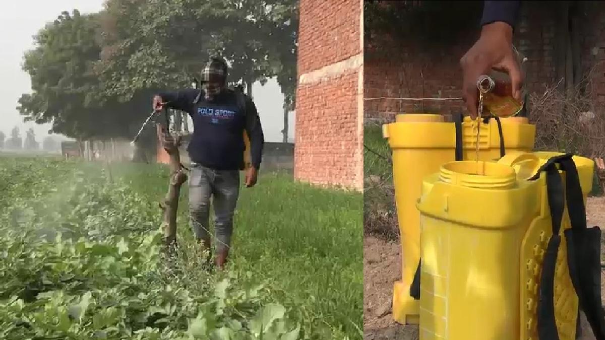 आलू की फसल में शराब का छिड़काव करता किसान