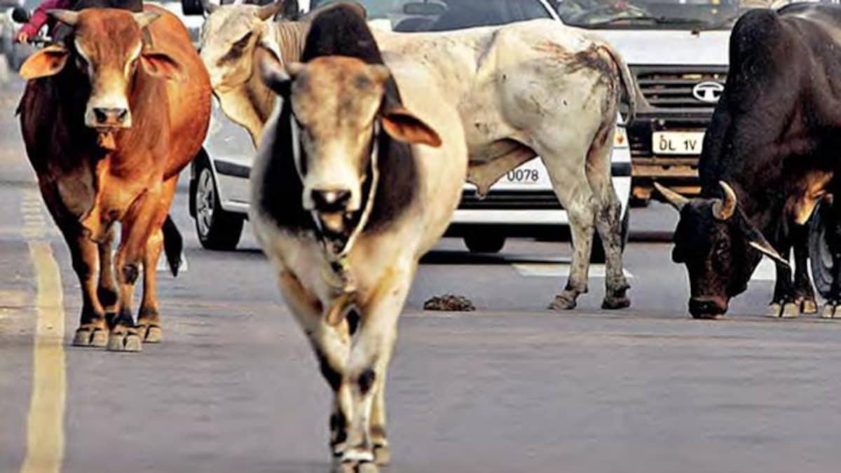 सड़कों पर घूम रहे 50.21 लाख आवारा गाय और मवेशी... योगी सरकार बनाएगी गौ आश्रय