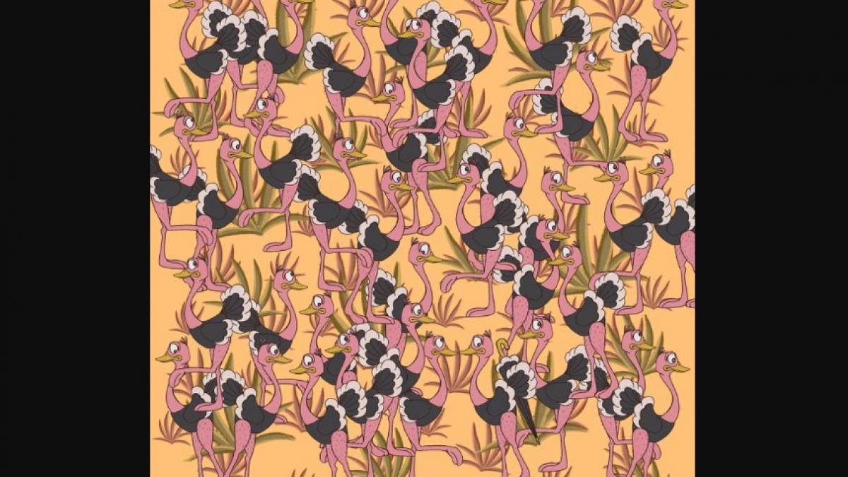 Optical Illusion (Photo-Bright Side)