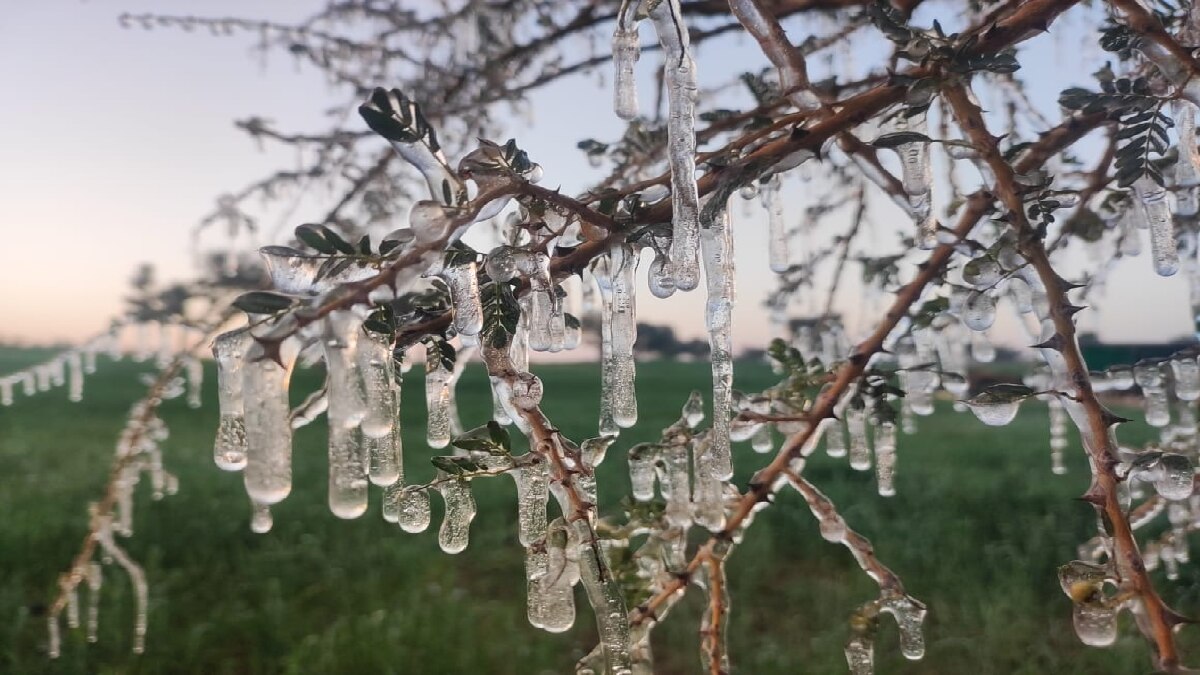 पेड़ों पर जमी ओस की बूंदे