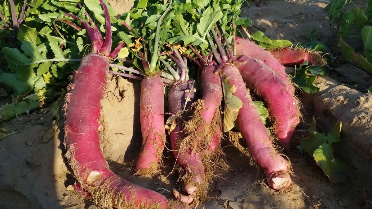 Red radish farming