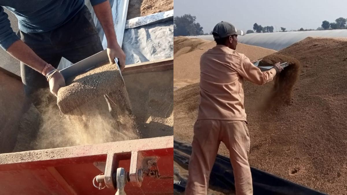गेहूं में रेत की मिलावट करते लोग