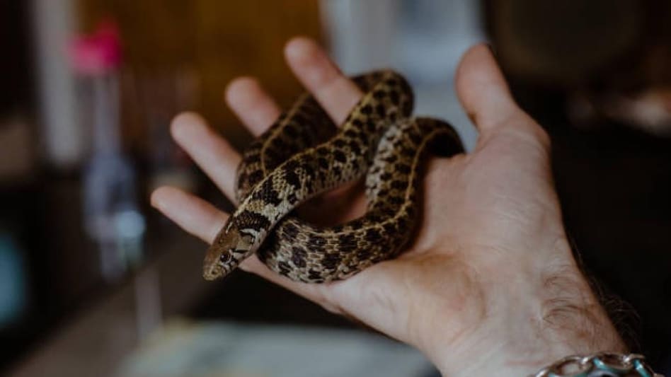 महिला के कैरी बैग में था 4 फीट लंबा सांप (सांकेतिक फोटो- गेटी) महिला के कैरी बैग में था 4 फीट लंबा सांप (सांकेतिक फोटो- गेटी)