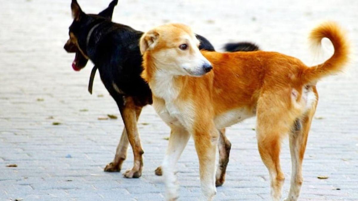 बिजनेसमैन ने दो कुत्तों को मारी गोली. (Representational image)