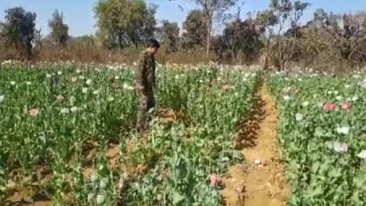 अफीम के फसल को पुलिस ने किया नष्ट