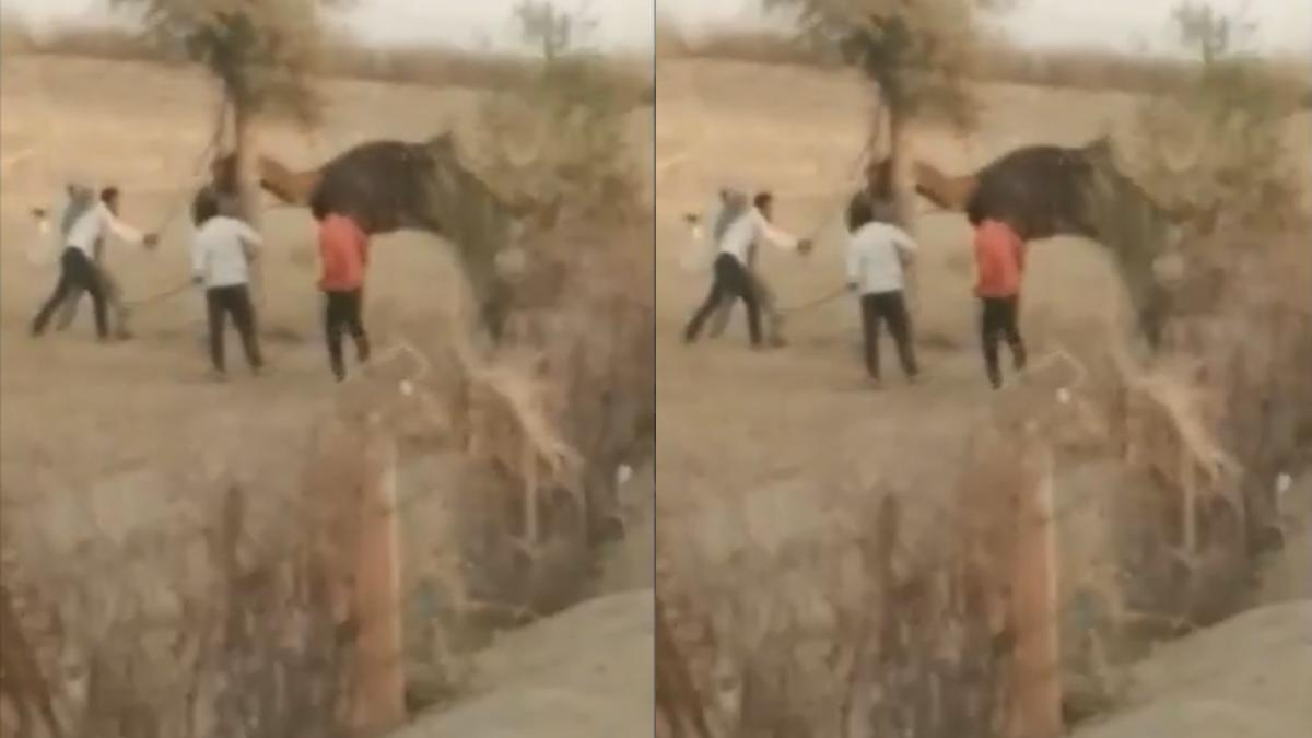 ऊंट को पीटते लोग