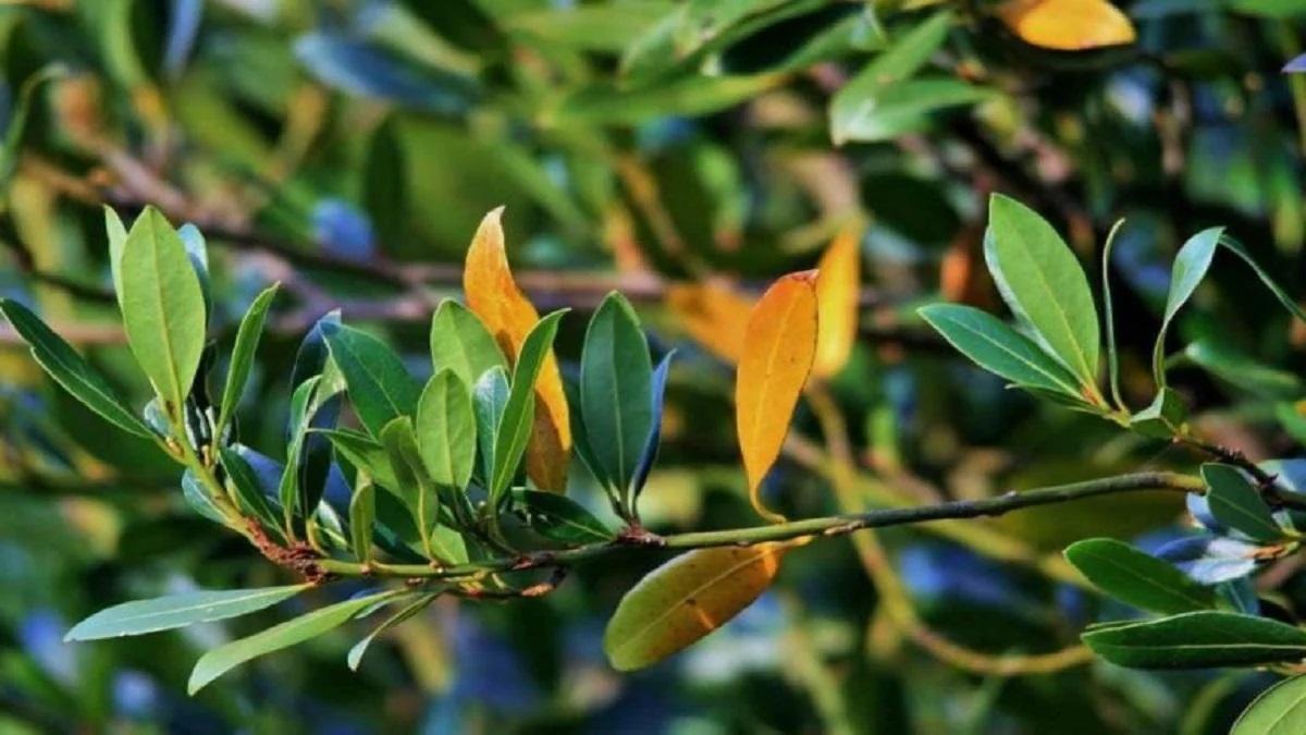 Bay Leaves( Pic credit: Pixabay)