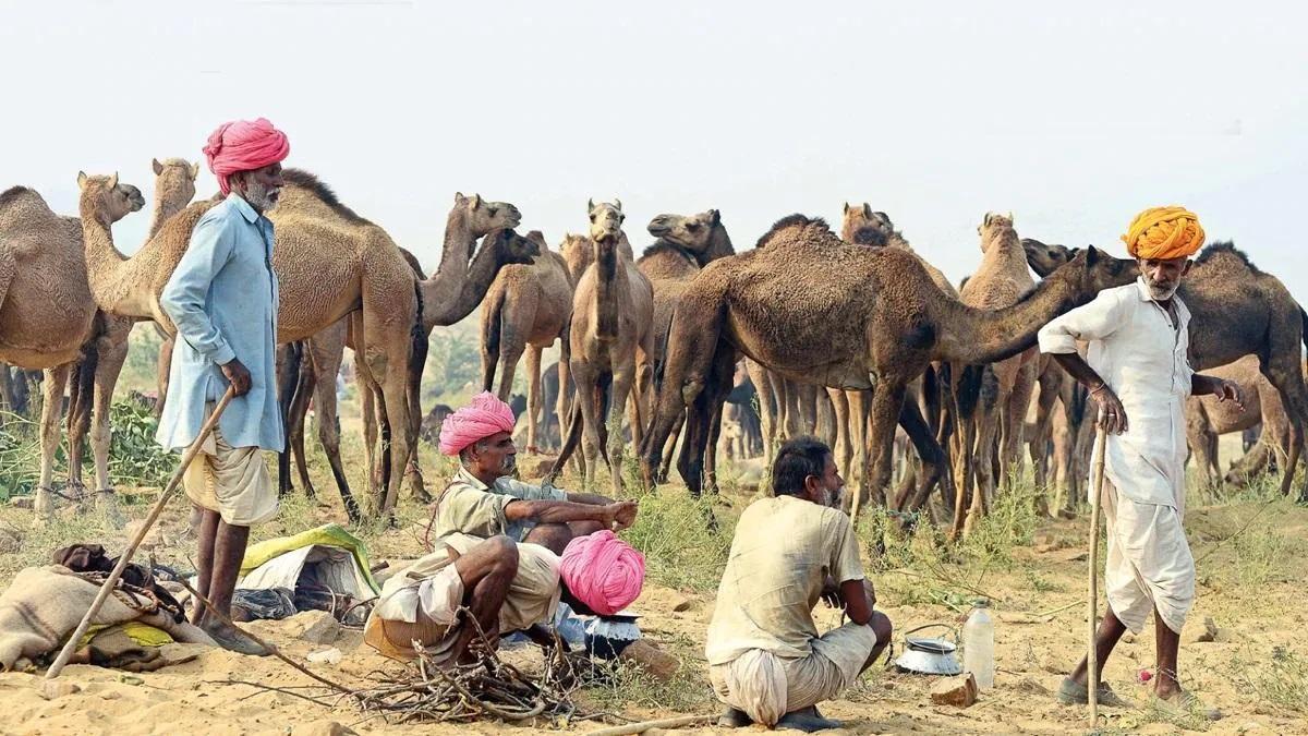Camel Farming