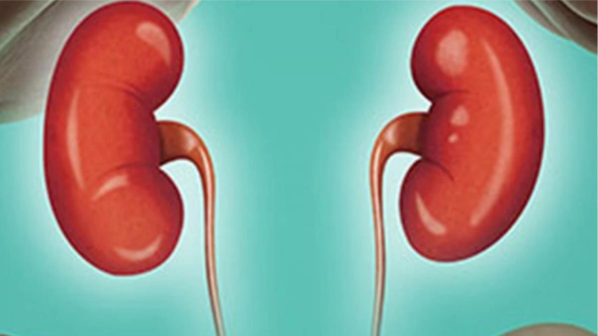 ये संकेत बताते हैं खतरे में है आपकी किडनी, समय रहते हो जाएं सतर्क