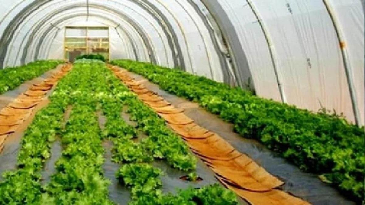 Green house farming