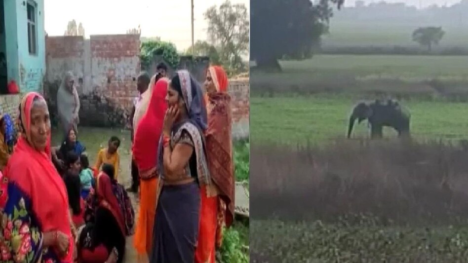 UP: गोरखपुर में यज्ञ के दौरान पंडाल में हाथी का तांडव, तीन लोगों को रौंदा, दर्दनाक मौत - Elephant rampage in pandal during yagya in Gorakhpur trampled people lclp - AajTak