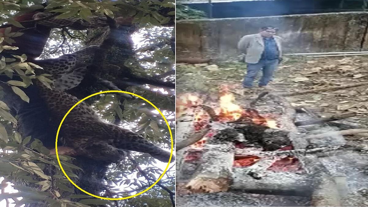 Uttarkahand : जंगल में हुई दो तेंदुओं की लड़ाई, पेड़ पर लटकता मिला एक का शव, Video