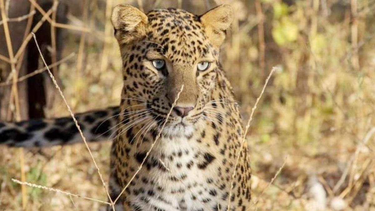 सांकेतिक तस्वीर