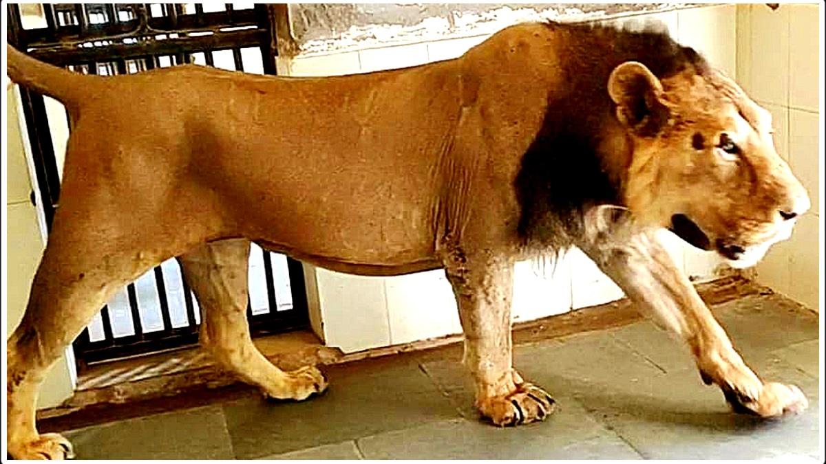 क्वारंटाइन किया गया शेर. (फोटो:Aajtak)