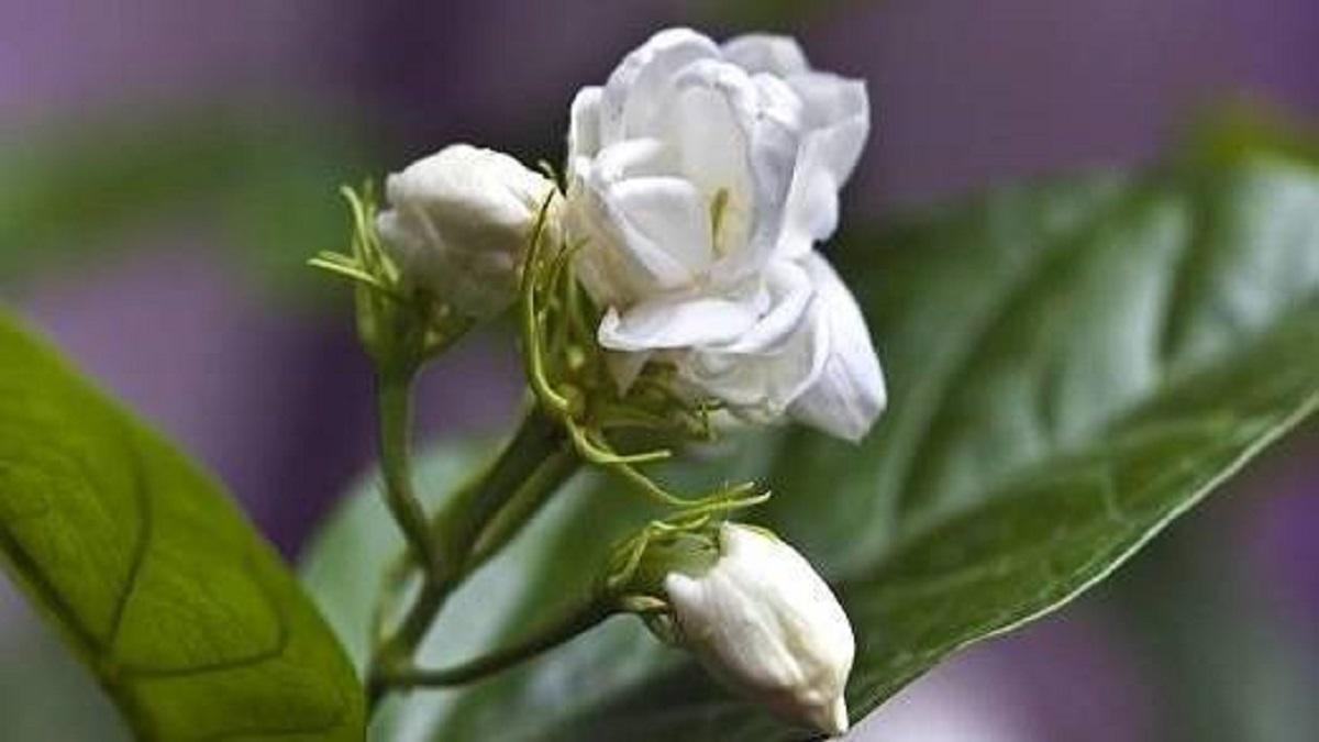 Mogra flower Cultivation( Representational image)