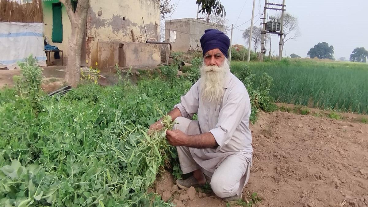 Punjab farming news