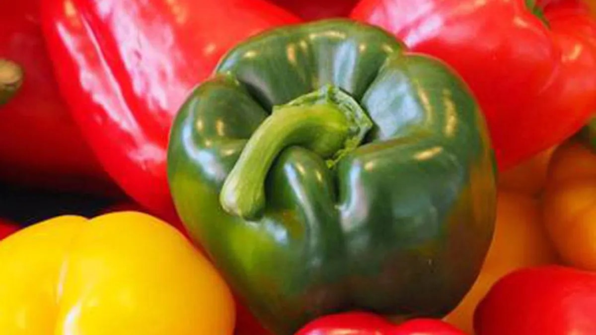 Shimla Mirch Kheti (Representational Image)