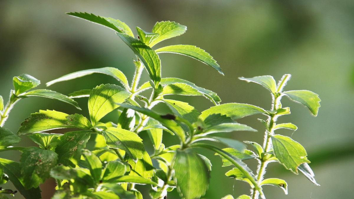 Stevia farming( Pic credit: Getty)