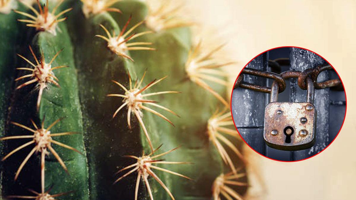 Vastu Tips: घर में रखी ये 5 अशुभ चीजें कर देती हैं बर्बाद, आज ही करें बाहर