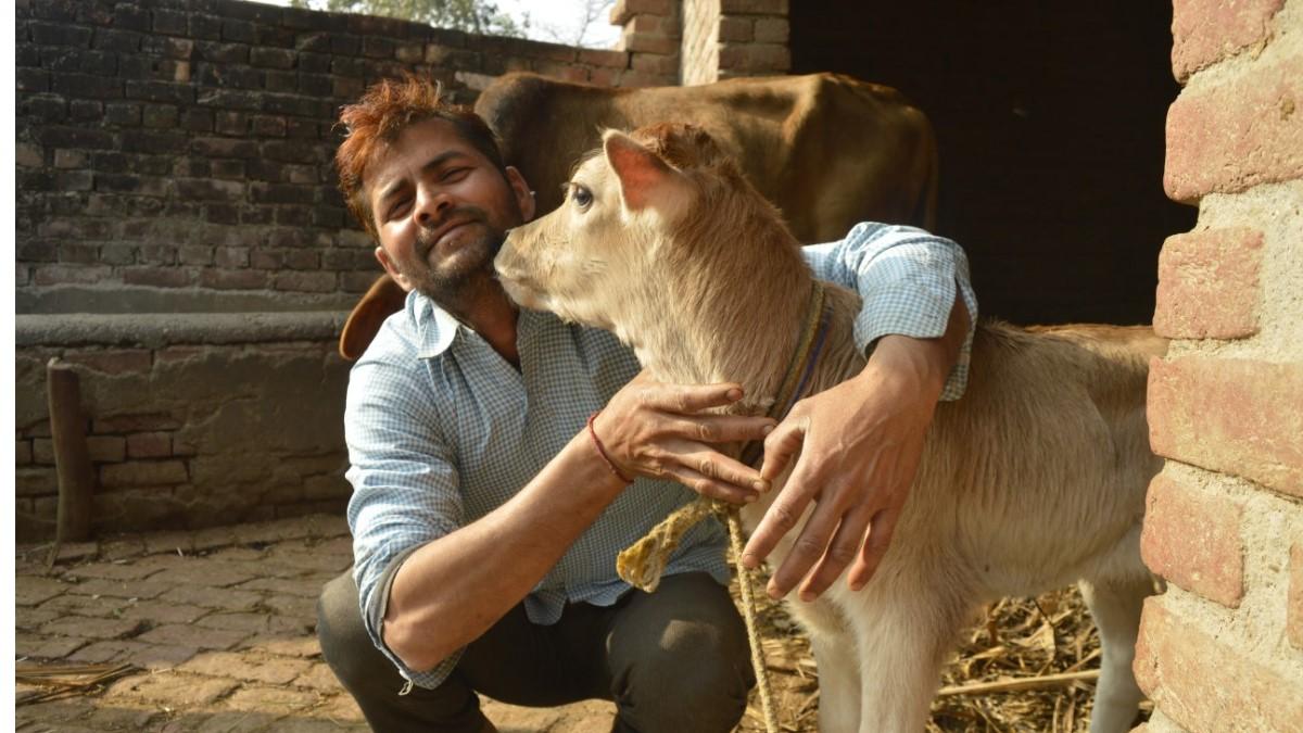 14 फरवरी को अब नहीं मनेगा 'काउ हग डे', सरकार ने वापस ली अपील