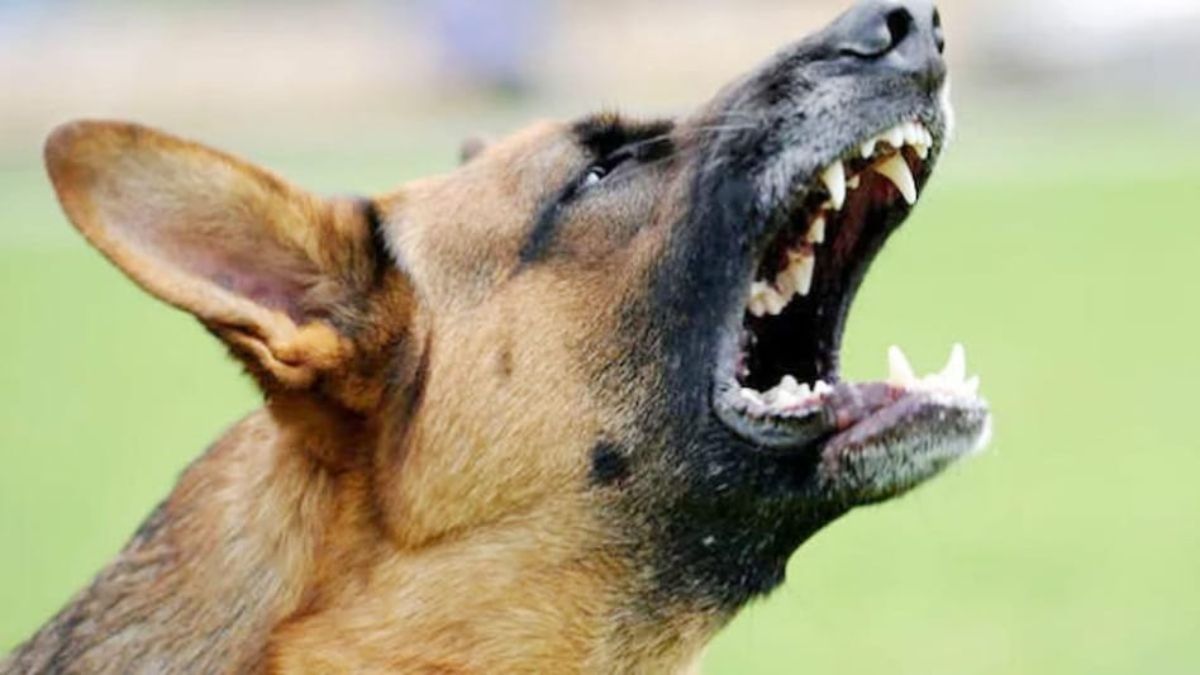 राजस्थान: अस्पताल में मां के पास सो रहे बच्चे को उठा ले गया कुत्ता, नोच-नोचकर मार डाला