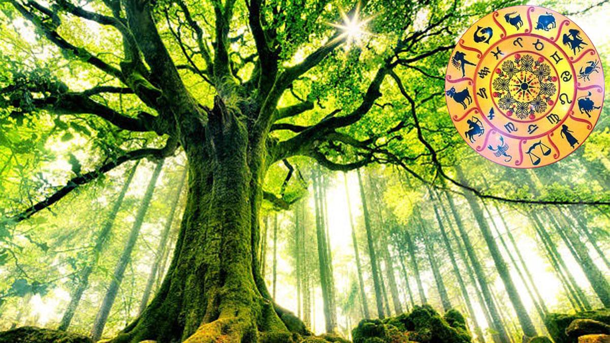 Lucky Tree: धन-दौलत के लिए घर के सामने राशिनुसार लगाएं ये पेड़-पौधे, चमकेगी किस्मत