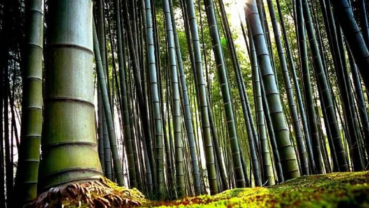 Bamboo Farming