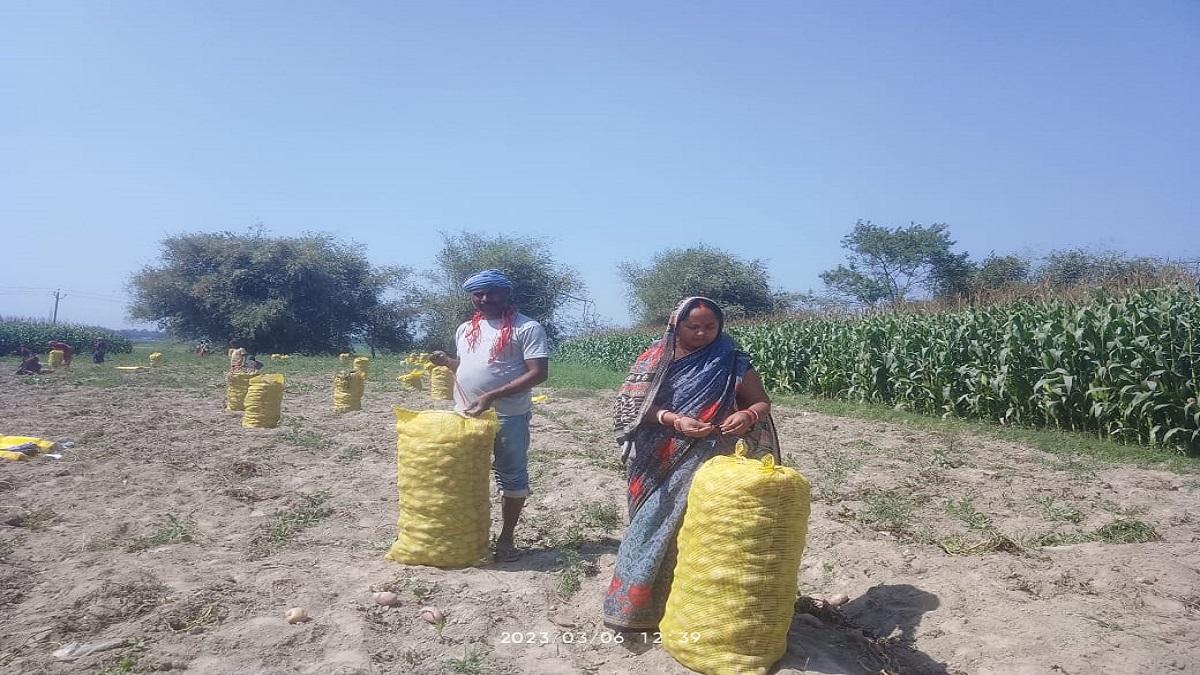  गोभी से लेकर खीरे की खेती, सालाना 5 लाख रुपये मुनाफा कमा रही महिला किसान