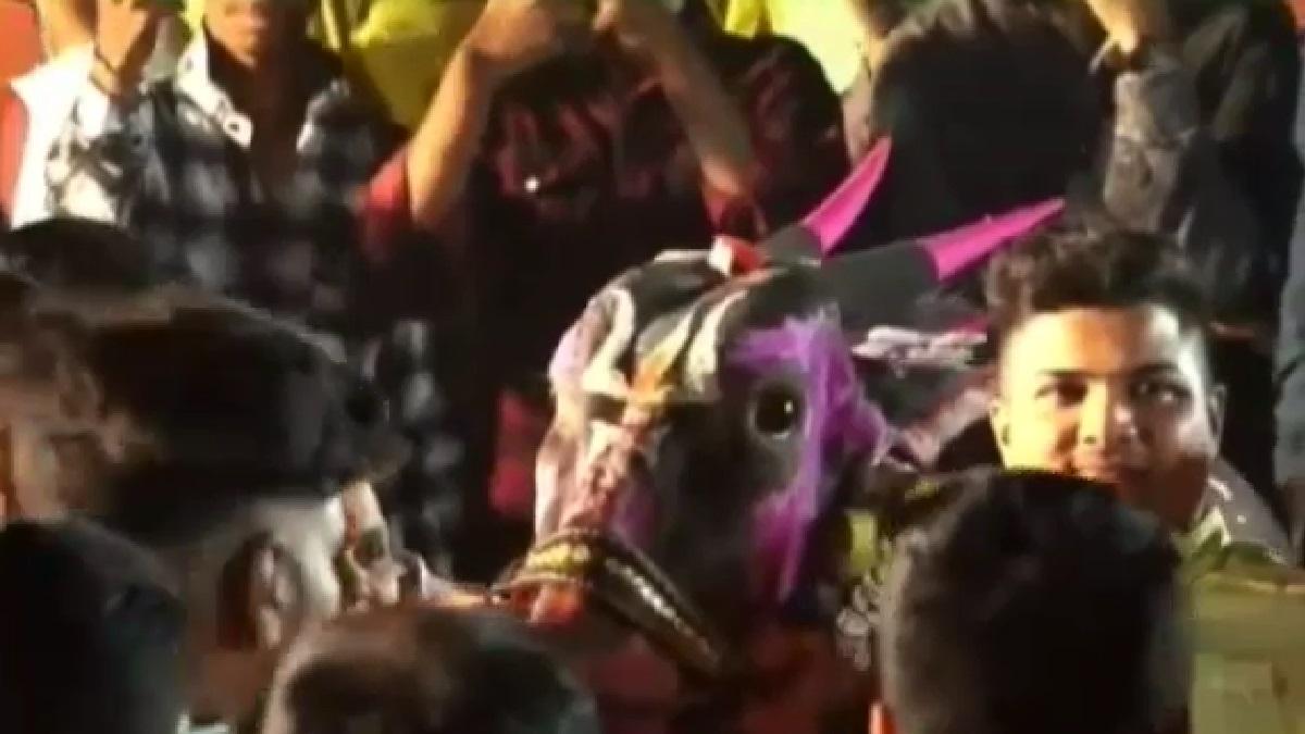 महाराष्ट्र में मनाया गया बैल का बर्थडे.