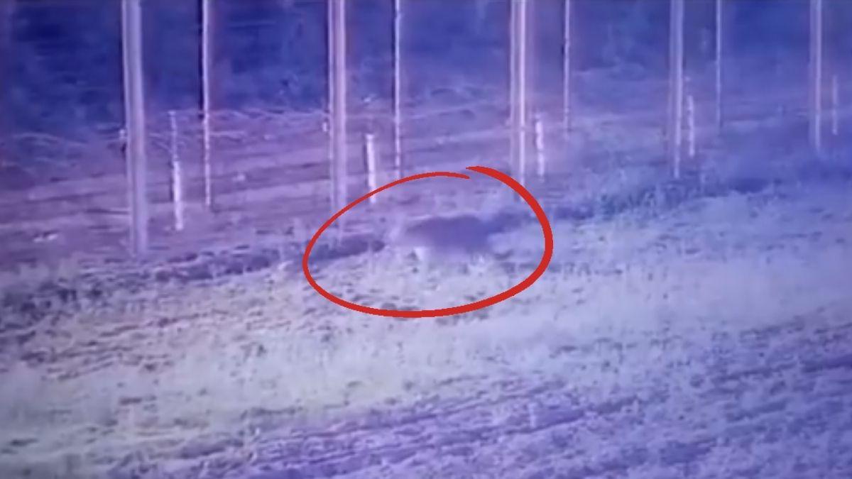 सीसीटीवी कैमरे में कैद हुआ तेंदुआ