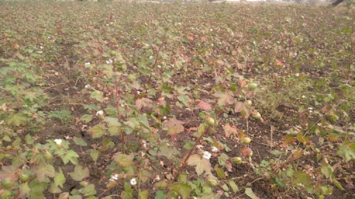 Cotton Crops