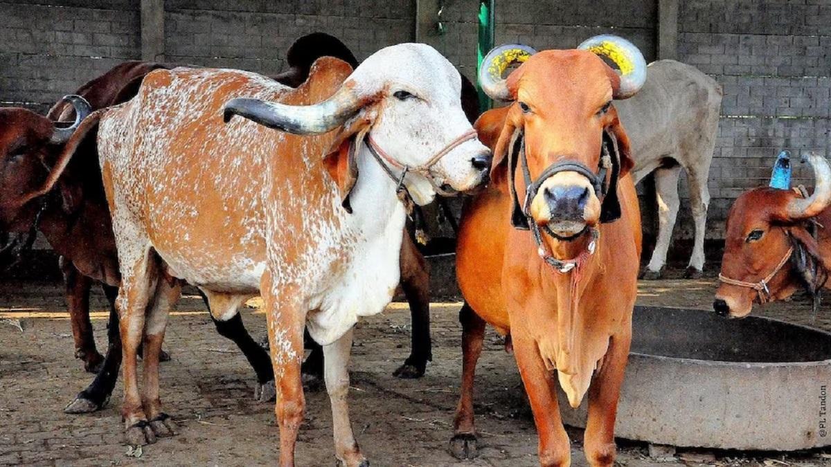 Cow farming( Pic credit: Flickr)