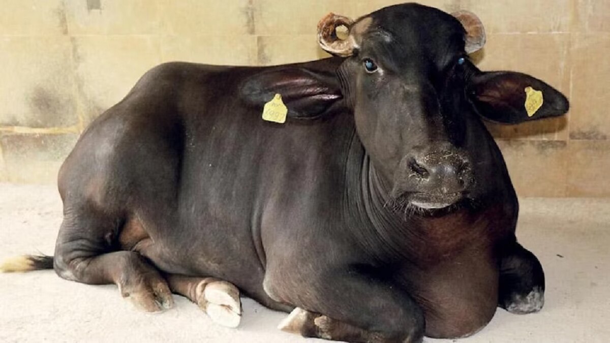 snakes bites to cow buffalo