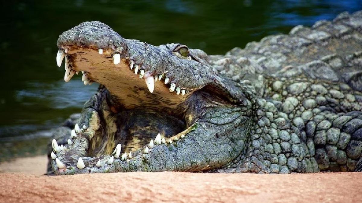 प्रतीकात्मक तस्वीर.