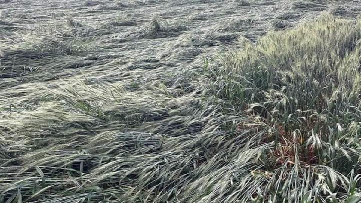 Crop destroyed in madhya pradesh
