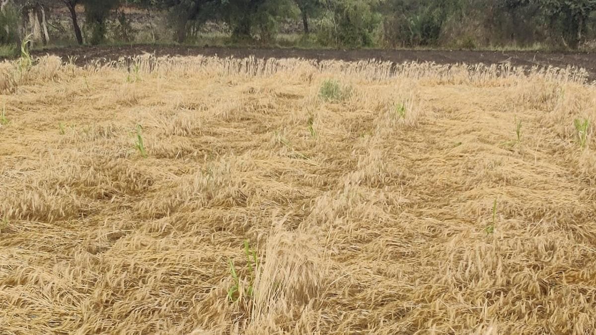 जिन किसानों ने अभी तक फसल का नहीं कराया बीमा, उन्हें भी मिलेगा मुआवजा, यहां करें आवेदन - Haryana government give crop loss compensation who did not registered in pm fasal bima