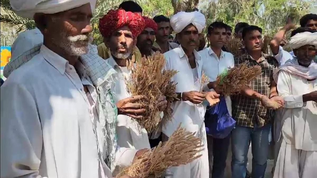 Crops destroyed in Barmer