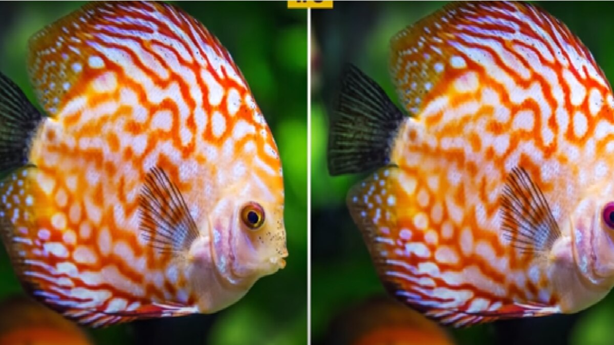 Optical Illusion Quiz (Brightside Youtube)