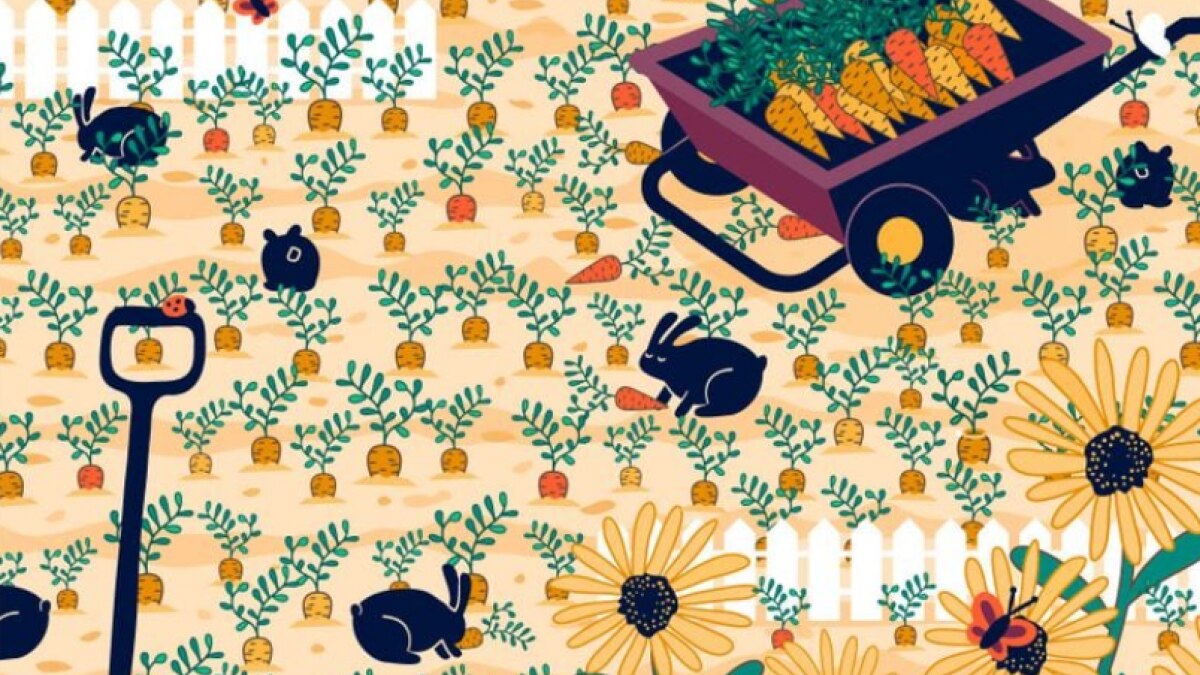 Optical Illusion Quiz