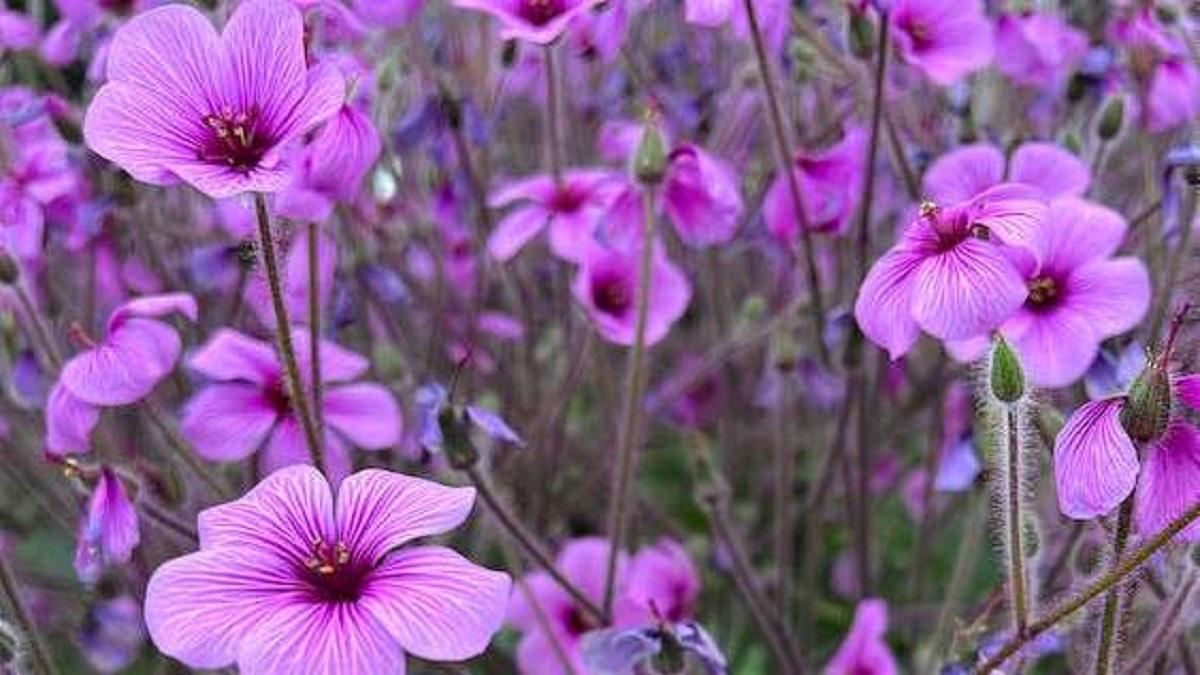 Geranium Cultivatiom