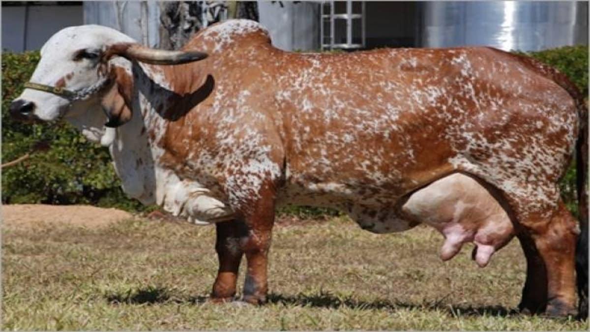 Cow farming( Pic credit: Getty)