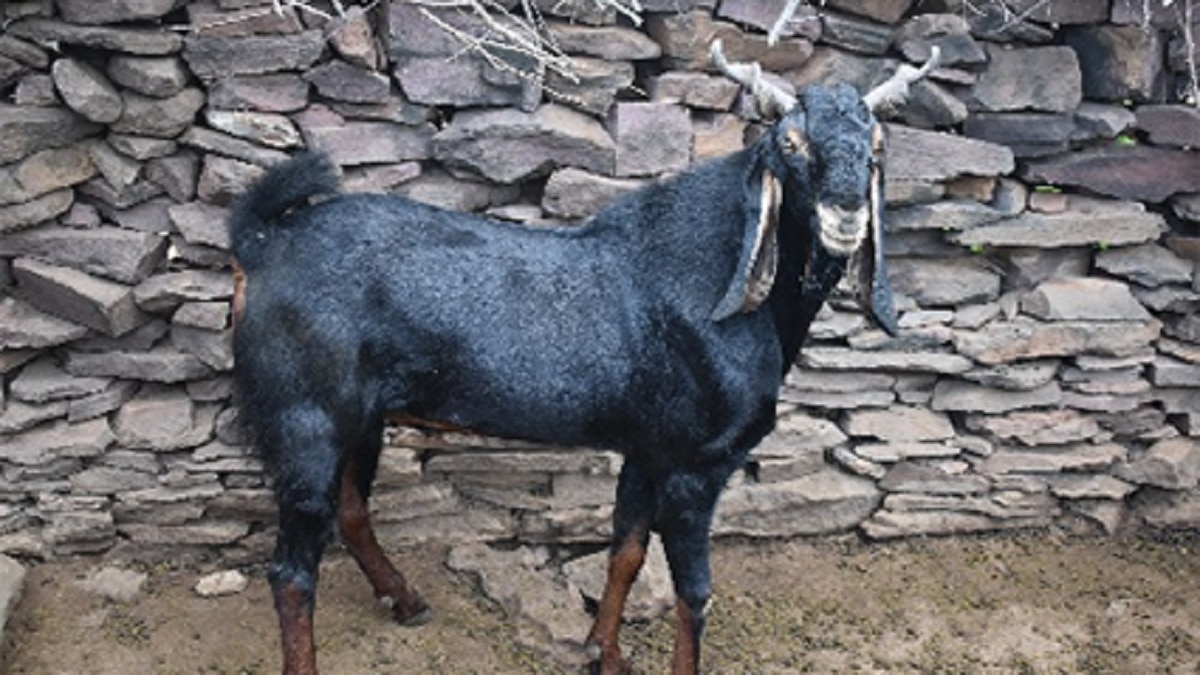 Goat farming ( Pic credit: ICAR)