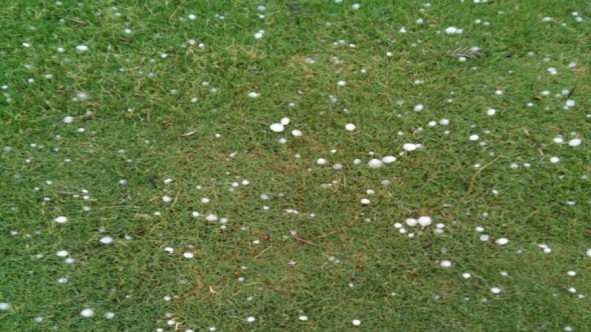 Delhi Rain: दिल्ली-NCR में झमाझम बारिश के साथ गिरे ओले, गेहूं की फसल बर्बाद, मुसीबत में किसान